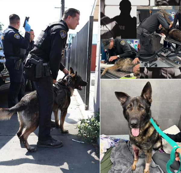 SDPD K9 injured