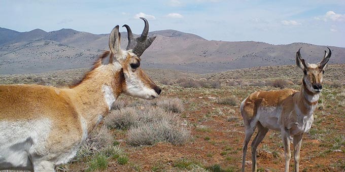 CDFWPronghorn