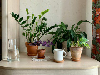 Houseplants