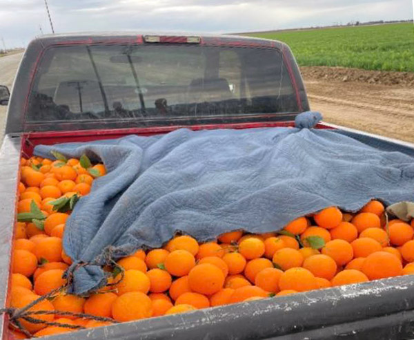 KCSO oranges