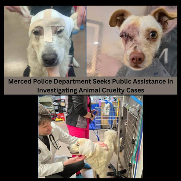 MPD dogs