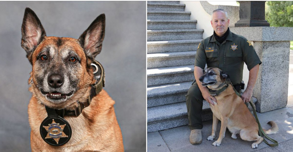 Merced SO K9 Kane
