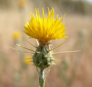 NPS star thistle 2