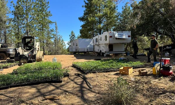 Mariposa SO marijuana bust 1