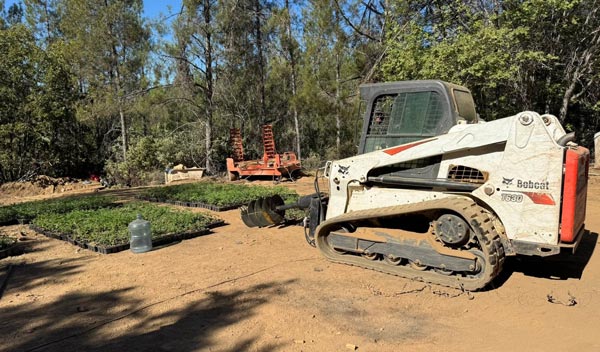 Mariposa SO marijuana bust 11