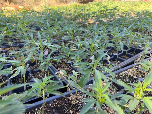 Mariposa SO marijuana bust 2