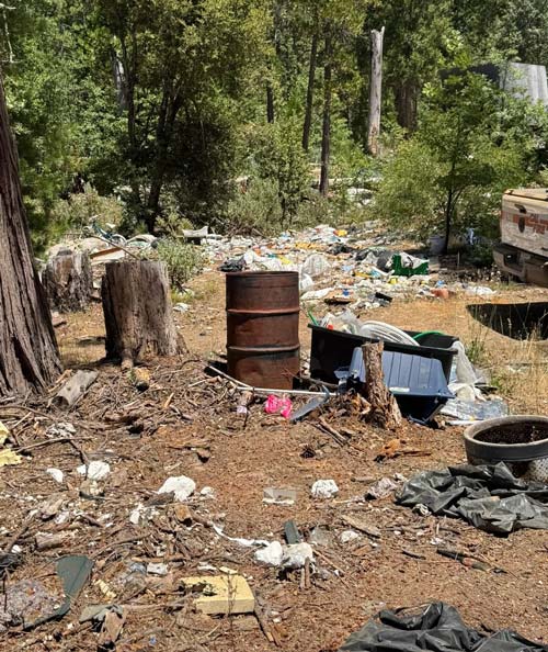 Mariposa SO marijuana bust 7