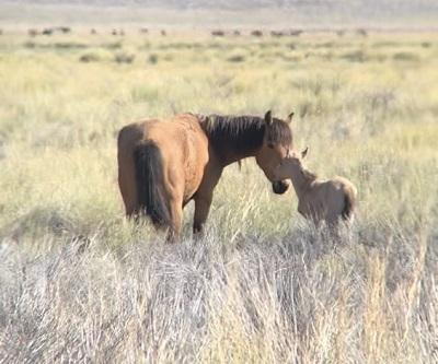 BLM CA Foal WEB
