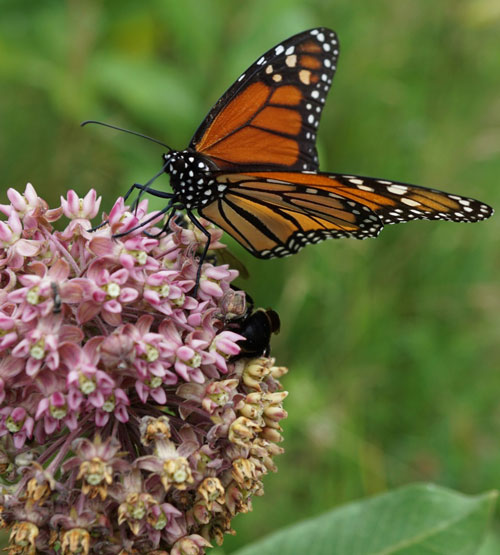 NPS Monarch butterfly