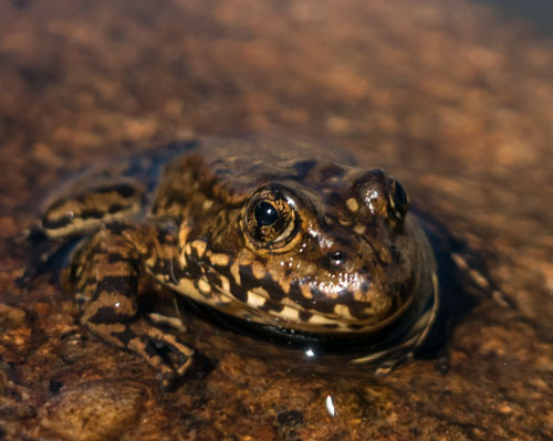 NPS frog