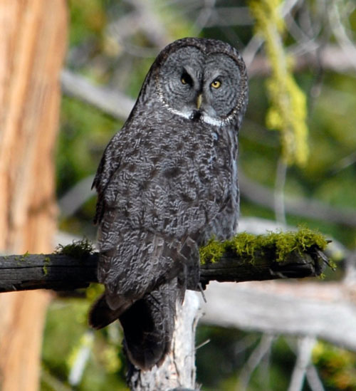 NPS gray owl
