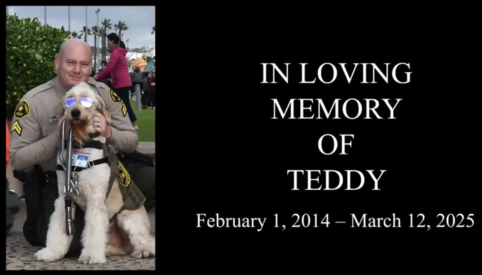 SDSO Teddy