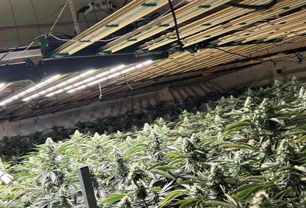 VCSO weed 1