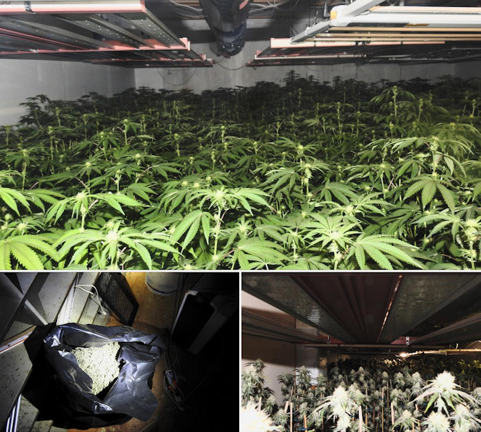 CCSO marijuana