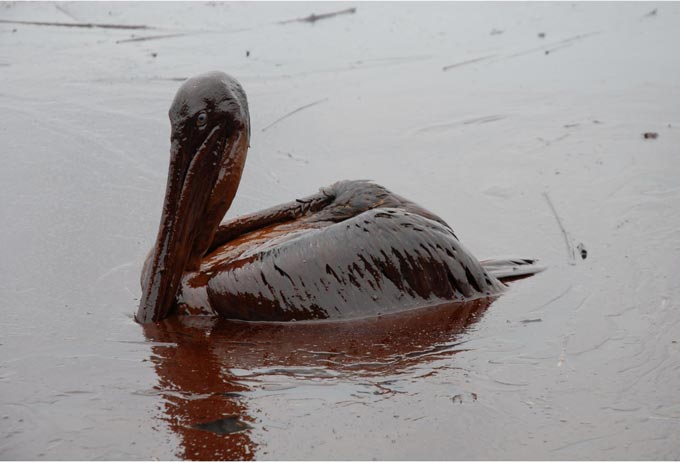 oil spill Oiled brown pelican courtesy Office of Louisiana Governor Bobby Jindal