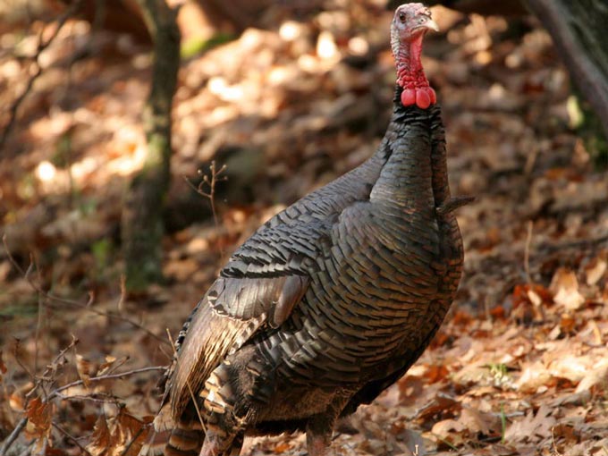 turkey2025 mariposa county credit sierra sun times linda gast