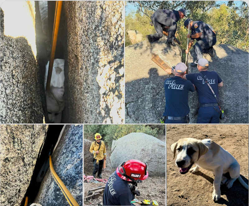 CAL FIRE stuck pup