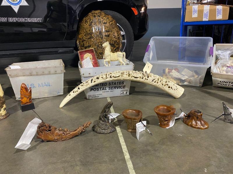 cdfw1028 Ivory Trade