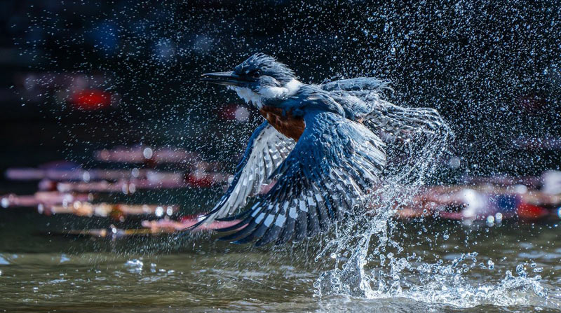 Audubon 2025 Photography Grand Prize Ringed Kingfisher by Felipe Esteban Toledo Alarcon