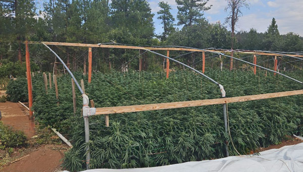 Lassen SO grows 1
