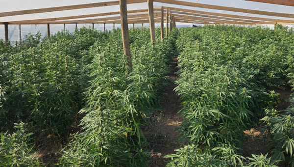 Lassen SO grows 2