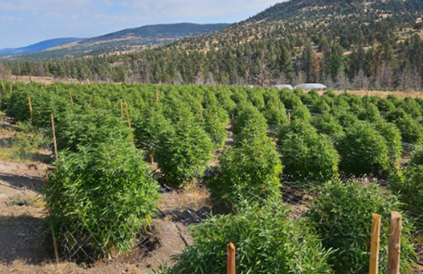 Lassen SO grows 3