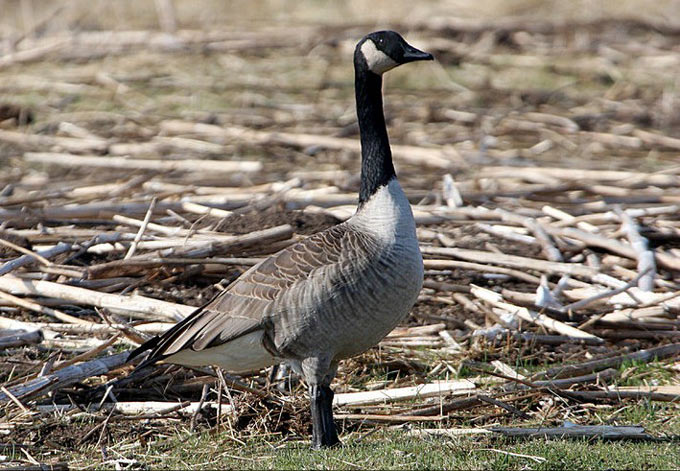 canada goose linda gast sierra sun times 2025