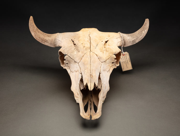 NMNH 2026 00483 bison skull