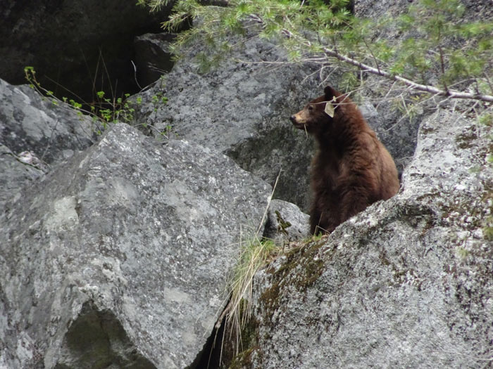 NPS bear