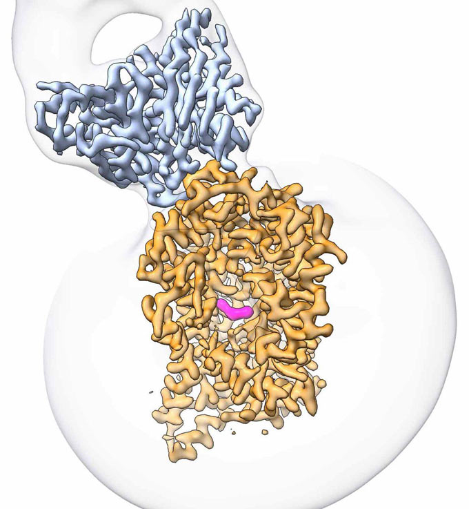 SERT receptor with drug molecule