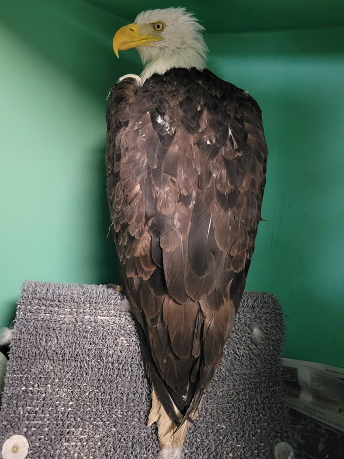 jackie eagle jackie eagle