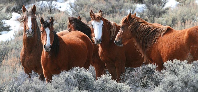 wild horses wild horses