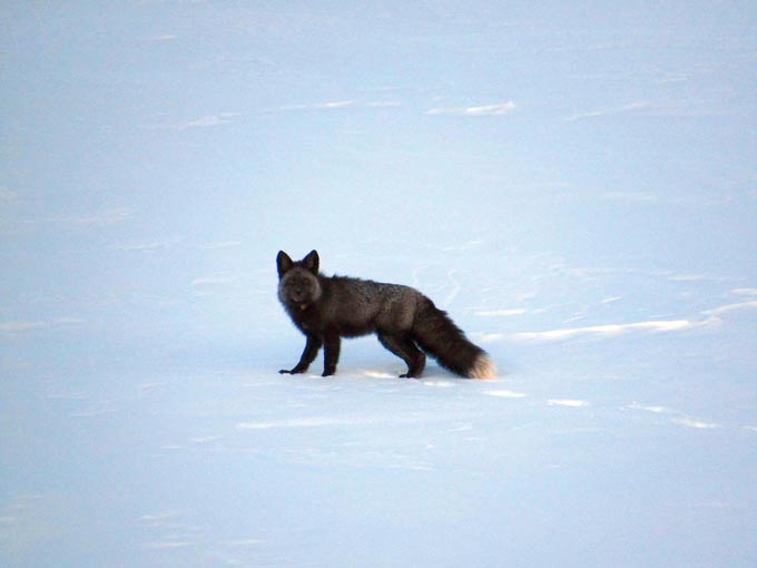 cdfw210 red fox