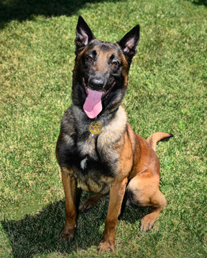 Sac SO K9 arrest