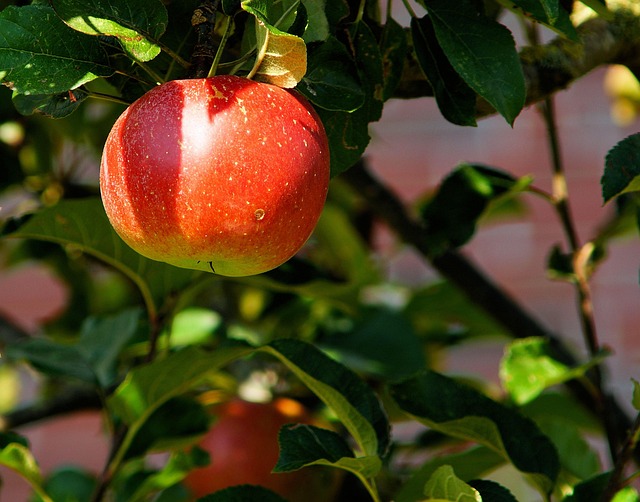 apple apple