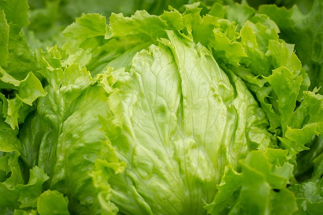 lettuce lettuce