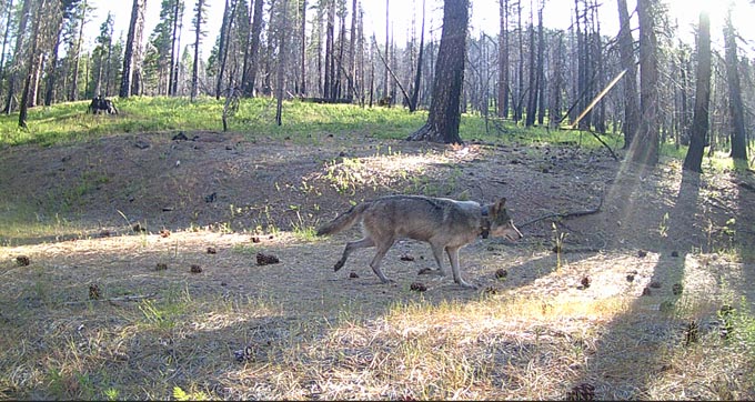 uc davis wolf uc davis wolf