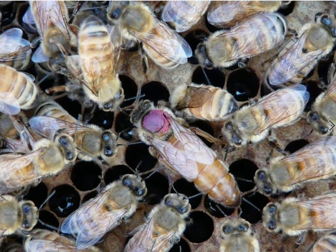 honeybee