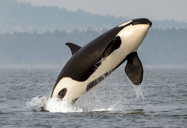killer whale