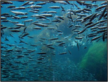 Sardines