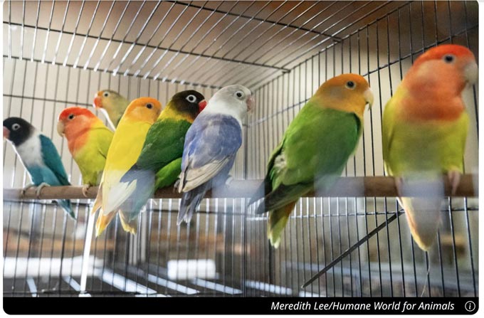 birds