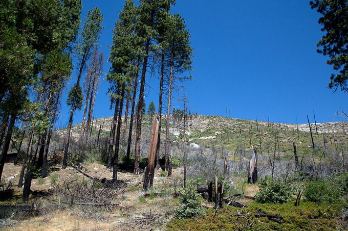 wildfire yosemite