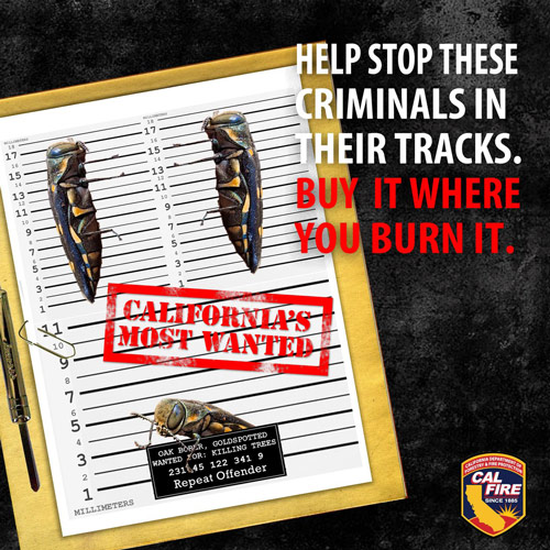 CAL FIRE Goldspotted Oak Borer
