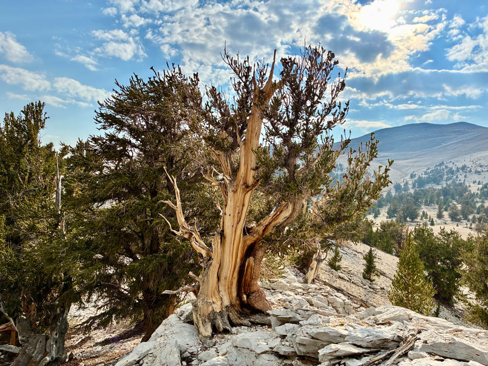 bristlecone pine tree ucdavis kat kerlin
