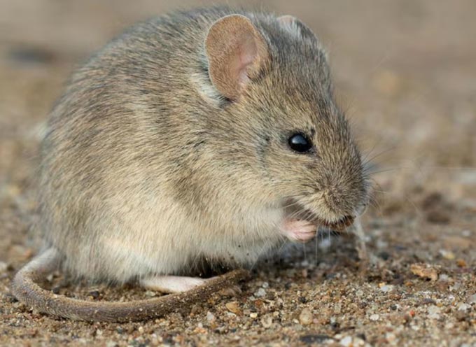 drylands vesper mouse CC BY NC ignacio hernandez ArgentiNat