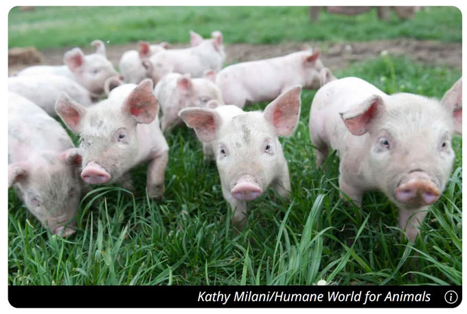 pigs humane world for animals