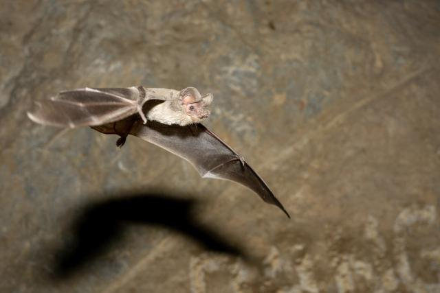 bat bat