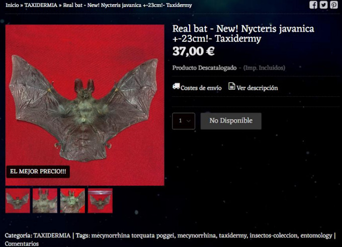 bat