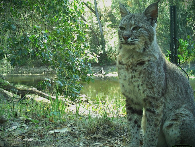 bobcat
