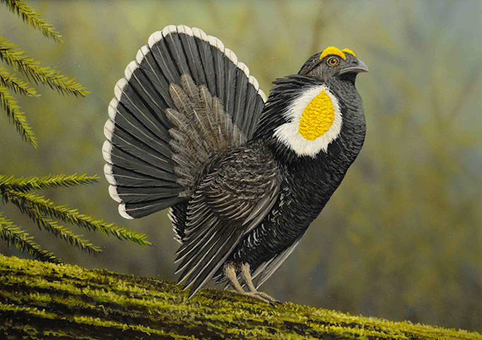 sooty-grouse-2013-CA-Upland-Stamp